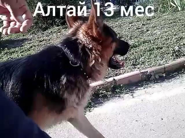 Дрессировка собак.Алтай 13 мес.По незнакомой улице