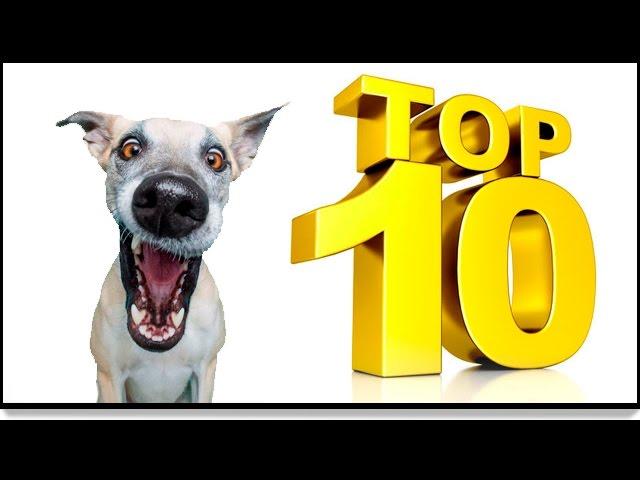 Топ 10 прикольных собак. Top 10 funny dogs