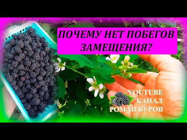 Шесть причин, почему нет побегов замещения на ЕЖЕВИКЕ или их мало и они слабые. Выращивание ежевики.