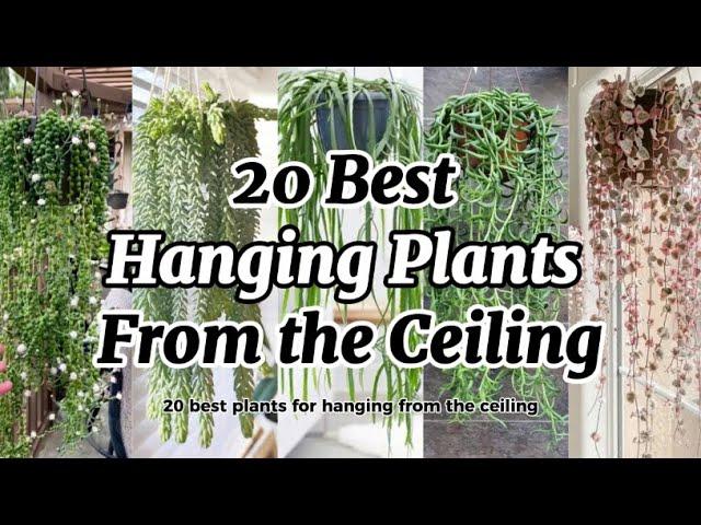 20 Best Plants for Hanging from the Ceiling / Hanging Plants Ideas For Your Home!