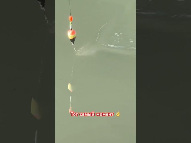 Тот самый момент  That very moment #fishing #ZelimFishing