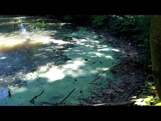 CANADA GEESE SWIMMING IN HIGHLY LEVELS OF  BACTERIA, PILES OF TRASH IN THE MUDDY RIVER