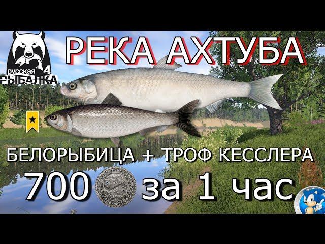 РЕКА АХТУБА  БЕЛОРЫБИЦА + СЕЛЬДЬ КЕССЛЕРА ТРОФ Русская Рыбалка 4 (РР4)