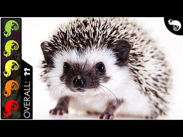 Hedgehog, The Best Pet Mammal?