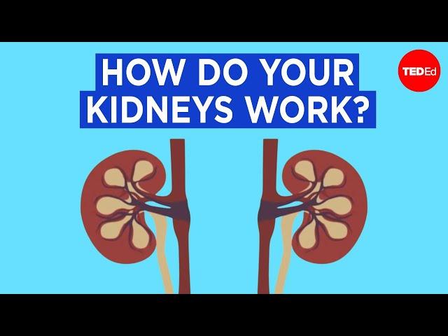 How do your kidneys work? - Emma Bryce