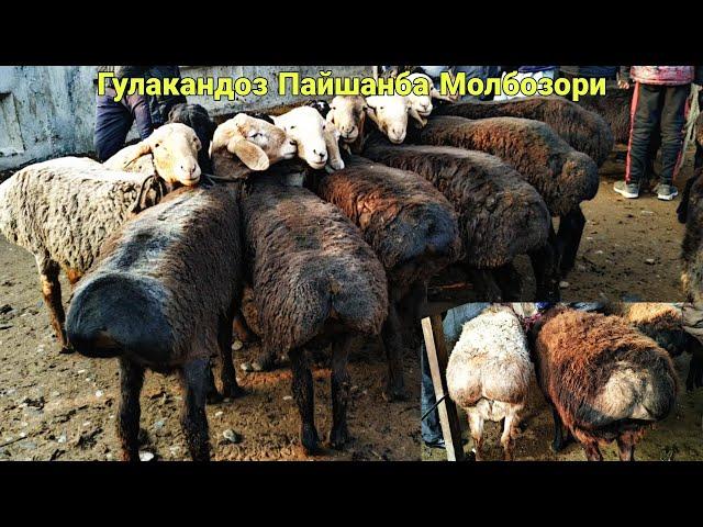 Гулакандоз Пайшанба Молбозоридан Куйларни Нархлари.