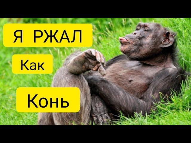 ПРИКОЛЫ / ЛУЧШИЕ ПРИКОЛЫ / РЖАКА ДО СЛЕЗ / ПРИКОЛЫ 2022