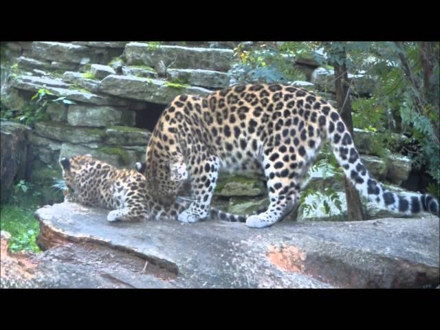 Crazy Amur leopard cubs:Akra, Vlada and Freya