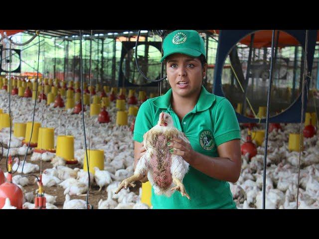 Experiencias en la Cría de Pollos de Engorde