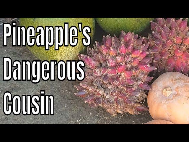 Pinguin fruit review (Bromelia Karatas)- Weird Fruit Explorer ep. 291