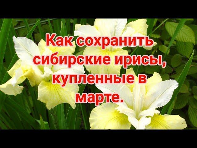 Как сохранить ирисы сибирские, купленные в марте