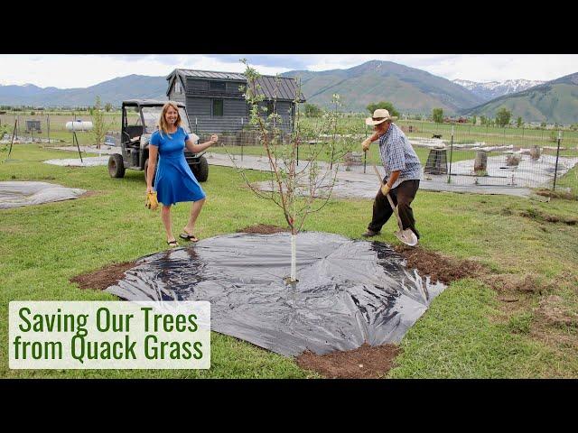 Still the Biggest Challenge We've Had on the Homestead - Trees /Bushes vs. Quack (Witch) Grass