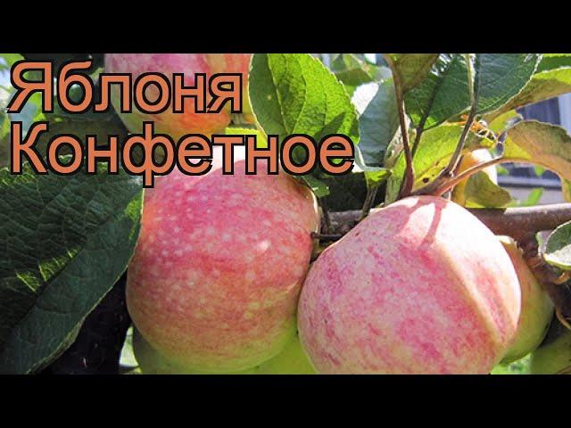 Яблоня обыкновенная Конфетное (malus konfetnoe)  обзор: как сажать, саженцы яблони Конфетное