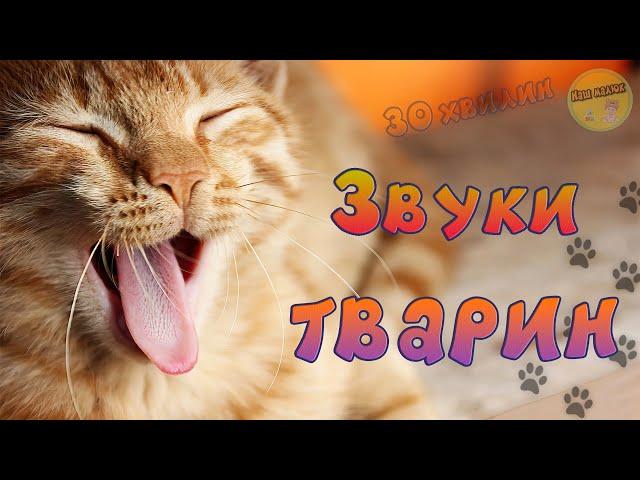 ANIMAL SOUNDS - Collection - Educational videos in Ukrainian