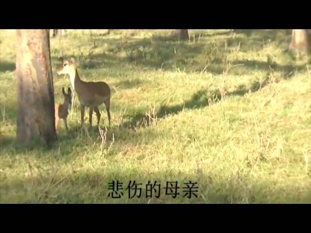 Impala's revenge attack on baboons 黑斑羚复仇记（Amboseli National Park－Africa)