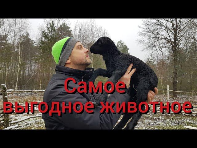 Самое выгодное животное . Кого выгодно разводить? Итог первого года содержания свиней , овец и коз .