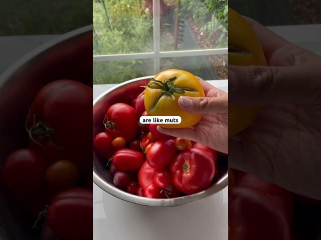 Heirloom vs Hybrid vs GMO Plants