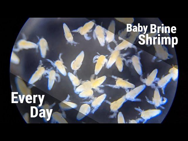 How To Hatch Baby Brine Shrimp, All Day Every Day (With Timestamps)