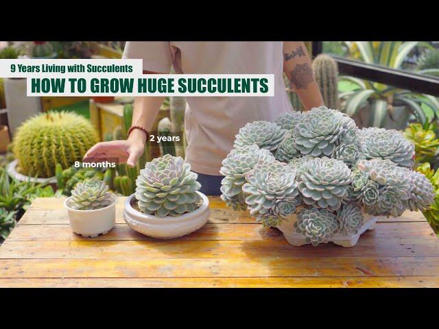 HOW TO GROW HUGE SUCCULENTS - From Beginner to Master | 9 Years Living with Succulents