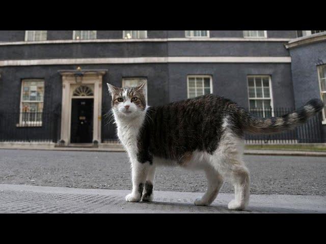 International Cat Day: Larry poses for photo shoot in Downing Street