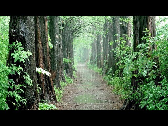 A rainy forest trail, Fresh air, Rain sound for Relex, Fast Sleep, Healing ASMR