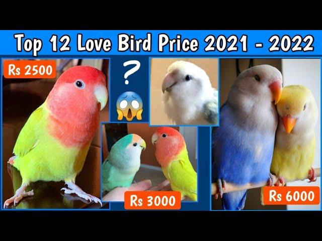 Top 12 Love Birds Species Price 2022