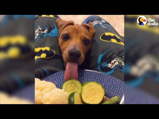 Funny Pets Who Don't Understand Personal Space | The Dodo