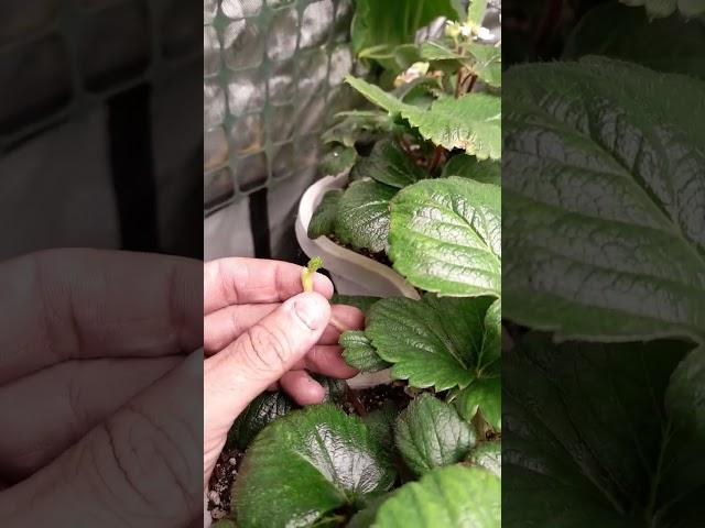 Everbearing strawberries.