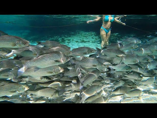 Swimming with THOUSANDS of fish in crystal CLEAR water