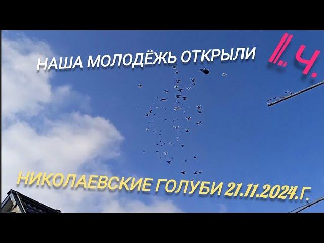 1.ч. Николаевские голуби. Наши. 21.11.2024.г.