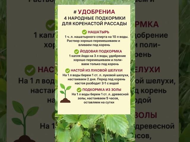  ЛУЧШИЕ НАРОДНЫЕ ПОДКОРМКИ ДЛЯ РАССАДЫ – СИЛЬНЫЕ КОРНИ БЕЗ ХИМИИ!