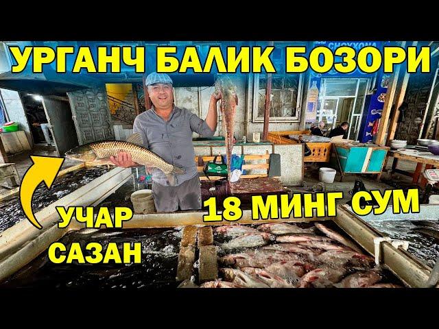 УРГАНЧ БАЛИК БОЗОР НАРХЛАРИ АРЗОНЧИЛИК. XORAZM URGANCH BALIQ BOZORI