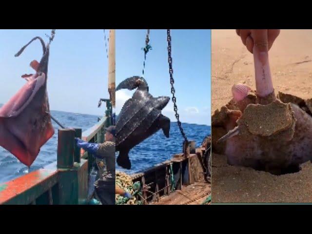 Catching seafood (amazing video clips)#15| minleo|