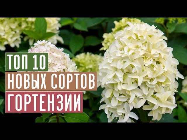 НОВЫЕ СОРТА ГОРТЕНЗИИ 2019  ТОП 10 ЛУЧШИХ СОРТОВ / Садовый гид