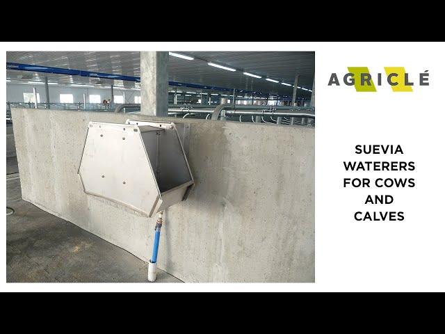 Suevia Waterers for Cows and Calves.