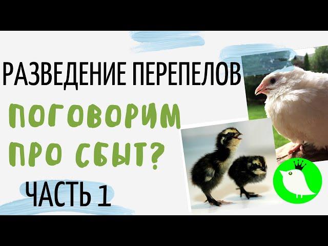 Разведение перепелов. Про сбыт. Часть 1