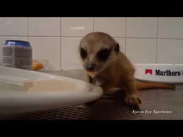 Meerkat baby learning how to eat by itself