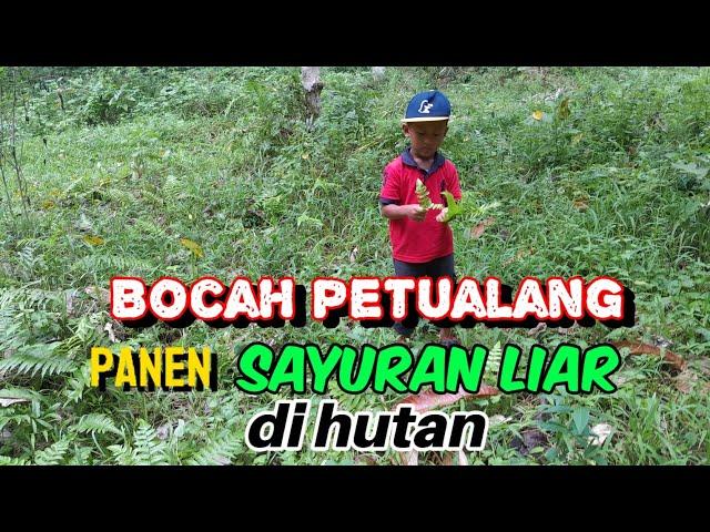 BOCIL MAIN DI HUTAN petik sayuran liar .langsung di pasak #Bocil #survival #anakpetualang