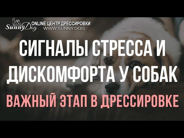 Сигналы стресса и дискомфорта у собак. Что делать, если собака боится хозяина, как наладить контакт?