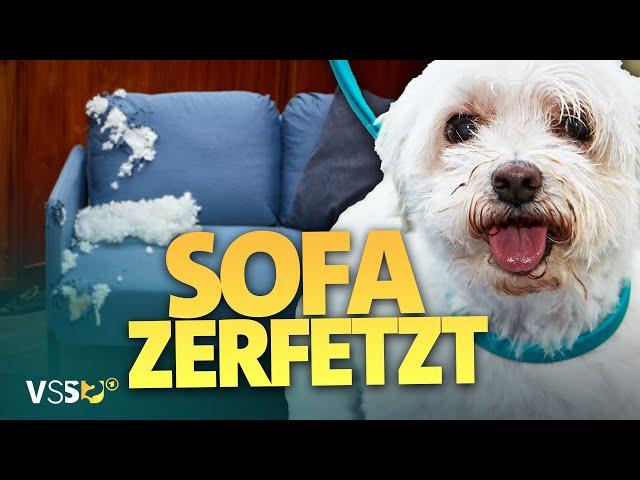 Hunde-Wellness geht schief: Hunde rasten im Hundesalon aus. | Verstehen Sie Spaß?