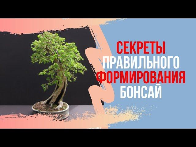 Формирование Бонсай. Как правильно формировать Бонсай