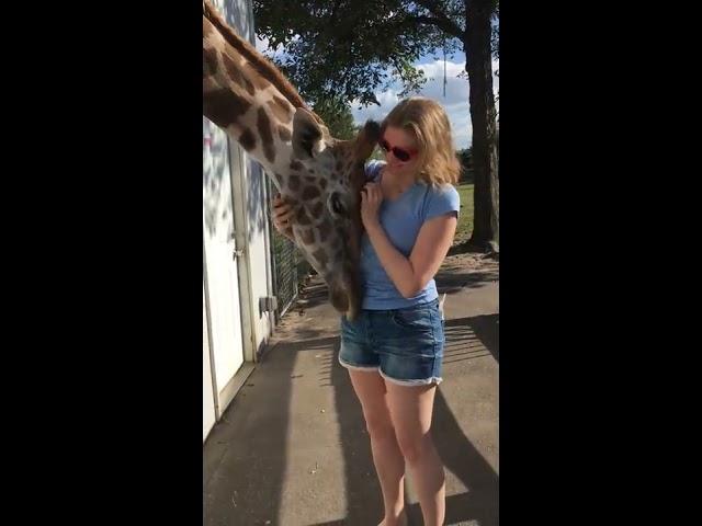 giraffe love!!!!!