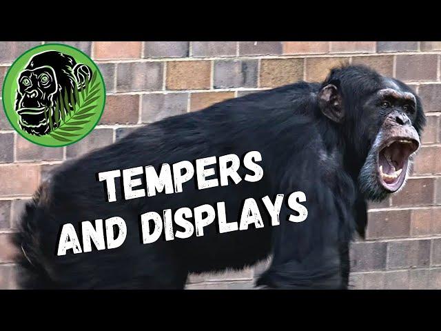 Chimpanzees Fighting At Chester Zoo