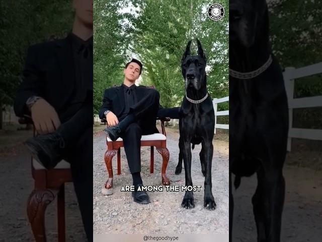 Great Dane  The Truth Behind Their Massive Size!