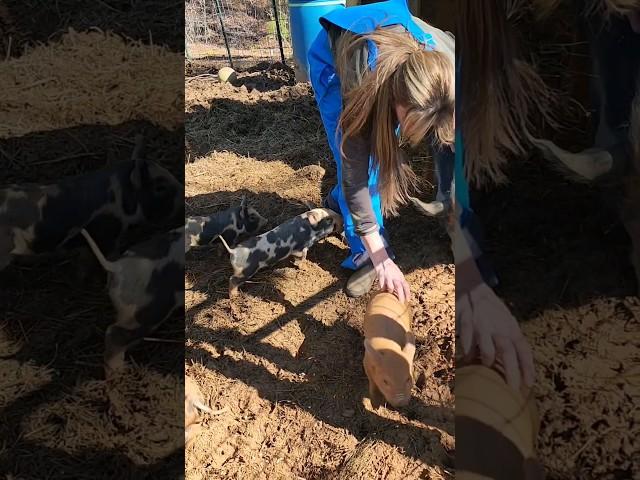 Back Scratches! #funny #animals #happy #homestead #babies #love