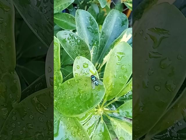 Blue Green fly#shortsfeed #insects #viralshort #nature #insecticida #fly #shorts #langaw #shortvideo