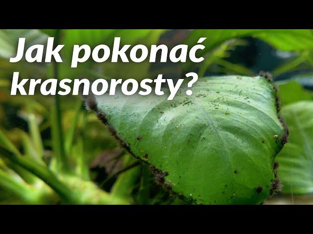 Jak pokonać krasnorosty?