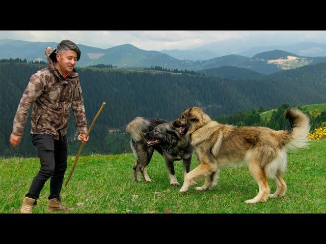 Shepherding in Alaca Plateau | Documentary movie