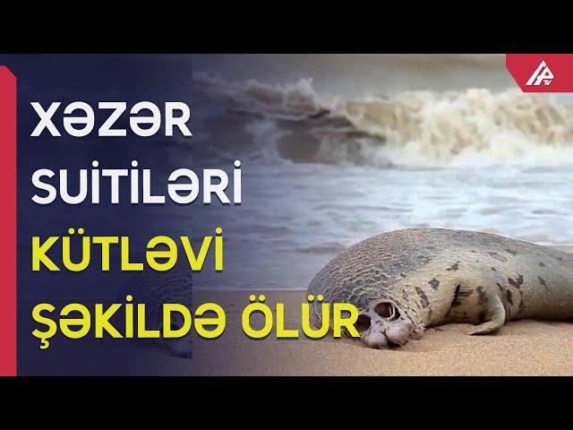 Xəzərdə 2500 suiti ölüb - APA TV