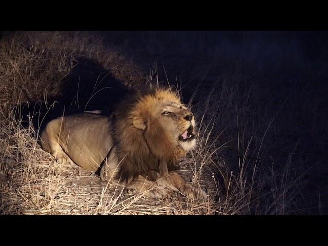 A Wounded King   HD 1080p